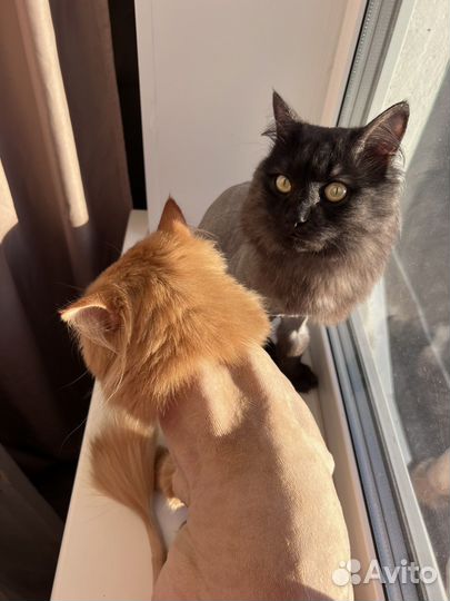 Кошка
