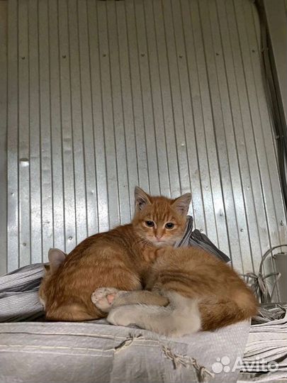 Котятки в семью