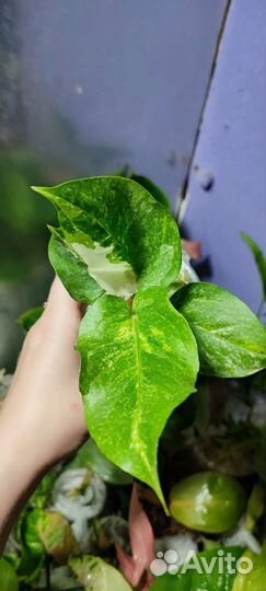 Антуриум ренисанс вар