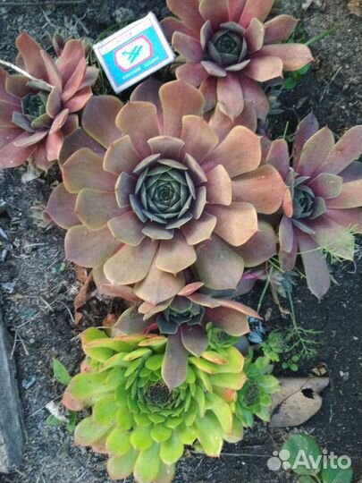 Молодило,каменная роза