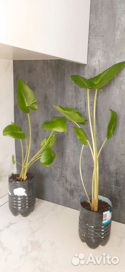 Калла белая ,женское счастье