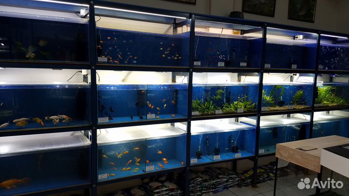 Всё для аквариума
