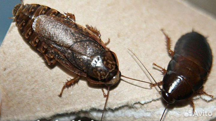 Мраморные тараканы