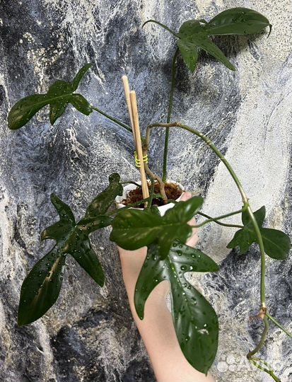 Филодендрон Гитара