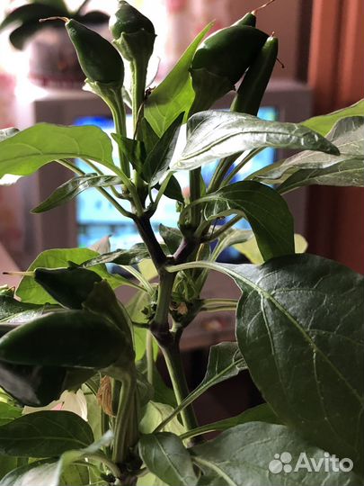 Перчик острый рассада