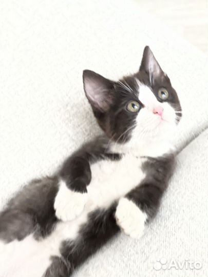 Котята игривые 2 месяца