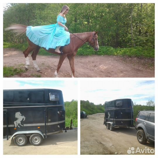 Коневоз. перевозка лошадей и коров