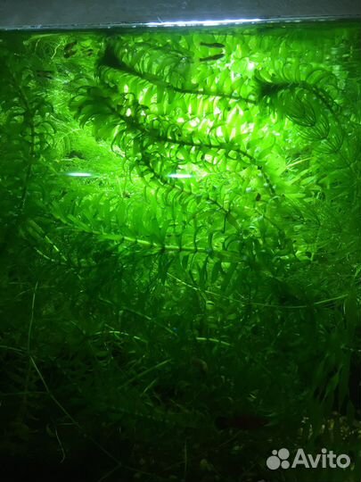 Аквариумное растение