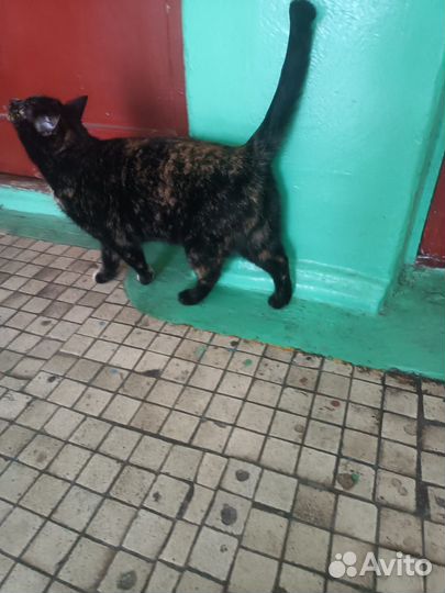 Кошка в дар