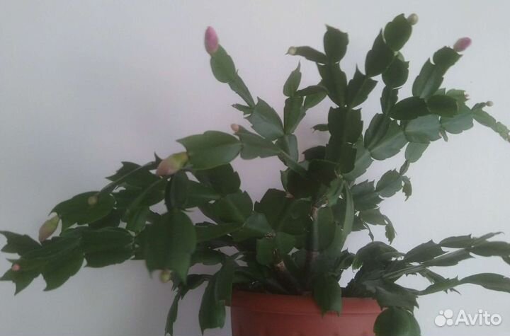 Шлюмбергера сортовая. Шикарный Розовый, Белый, Беж