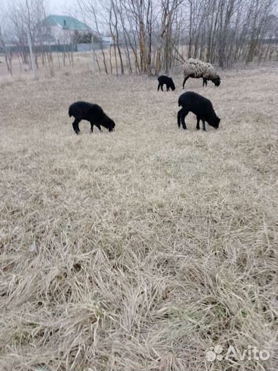 Овцы бараны ягнята