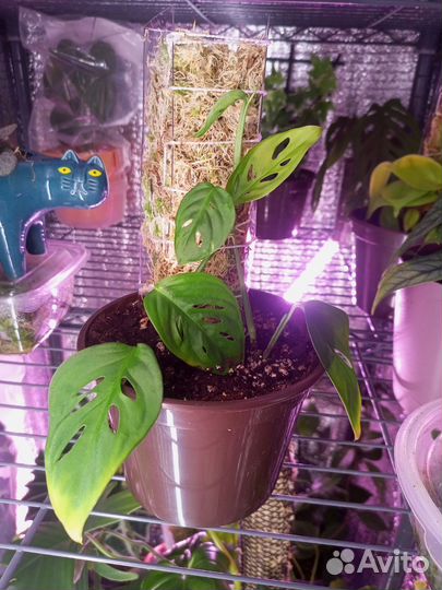 Антуриум, монстера