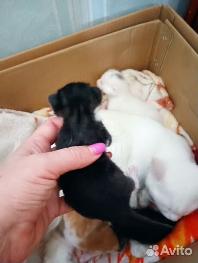 Кошка в дар