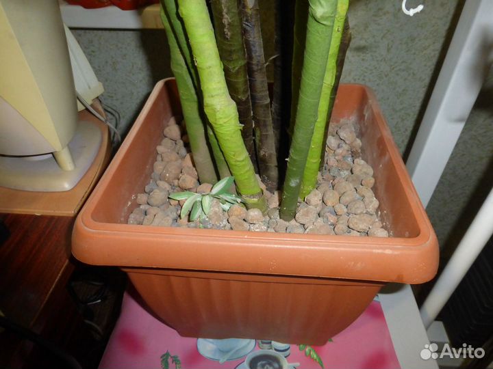 Драцена искусственная