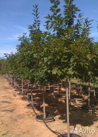 Дуб красный