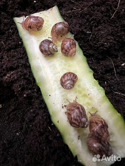 Улитки ахатины бесплатно