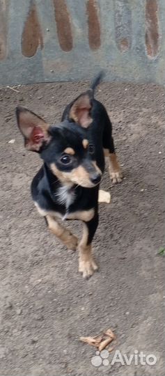 Пражский крысарик