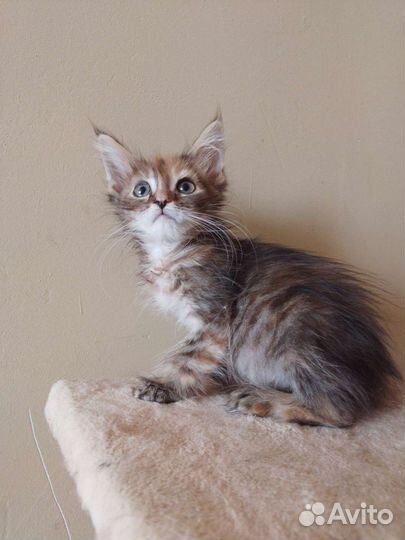 Котята мейн-кун полидакт