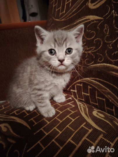 Шотландская вислоухая кошка