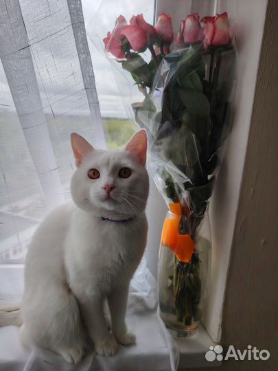 Кот на вязку