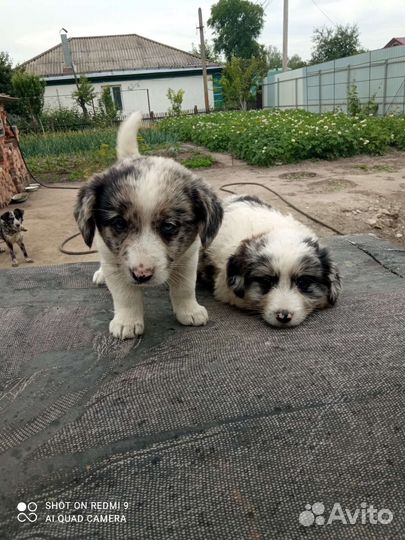 Собаки бесплатно