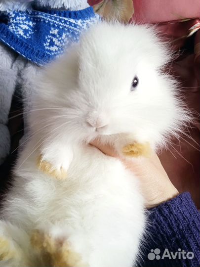 Декоративные карликовые кролики