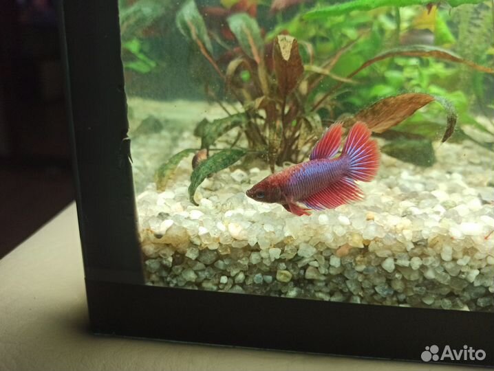 Аквариумные рыбки петушок, мальки