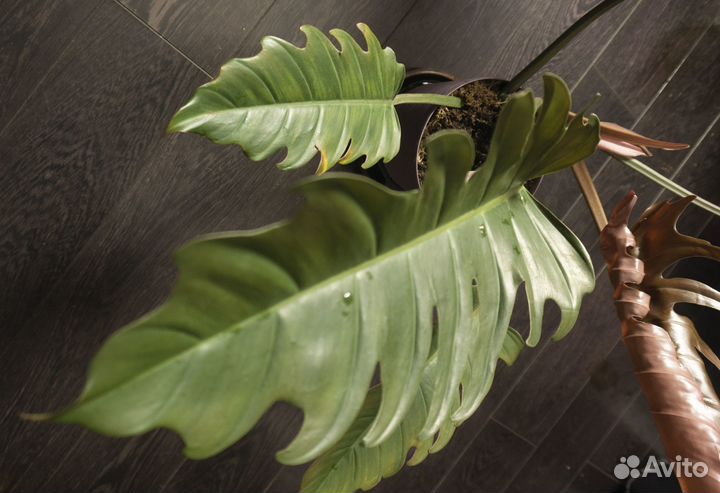 Карамель Марбл позеленевшая (Филодендрон Плуто)