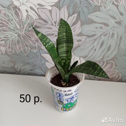 Сансевиерия