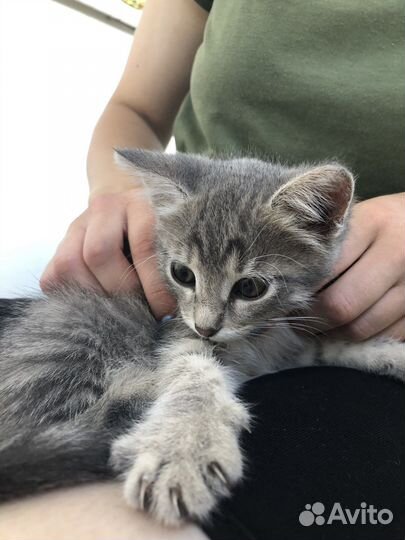 Котята в добрые руки мальчик и девочка