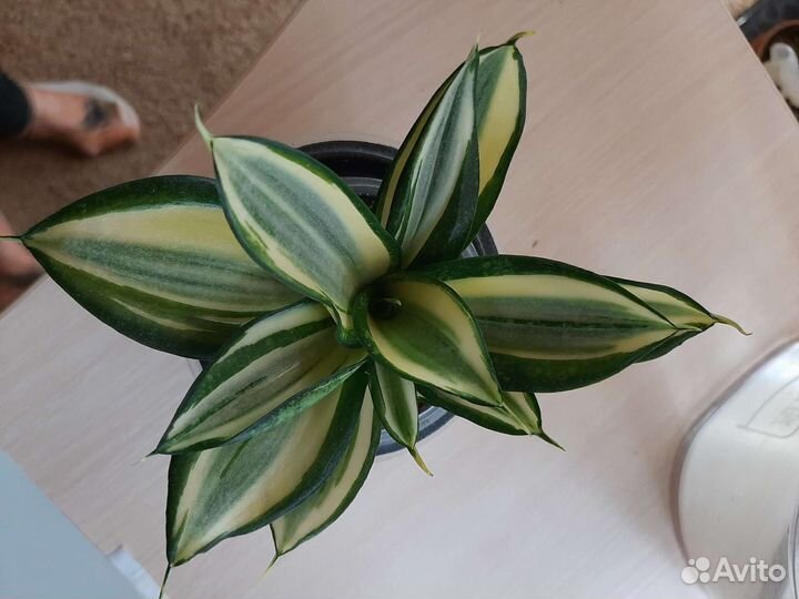 Комнатные цветы