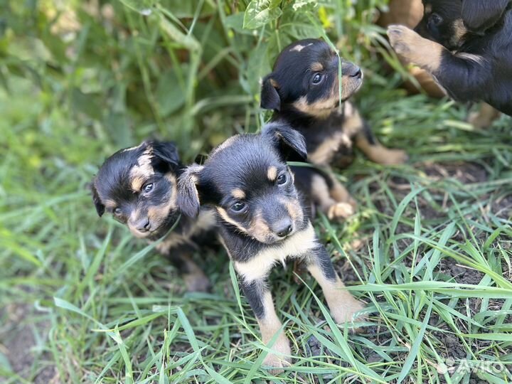 Щенки Той-терьера