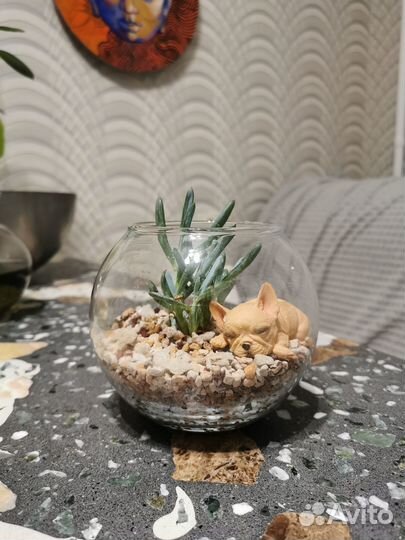 Флорариум суккулент Сенецио Серпенс