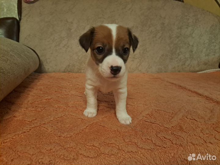 Щенки джек рассел терьер гладкошерстный