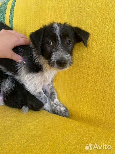 Теди щенок коротколапик от маленькой собачки