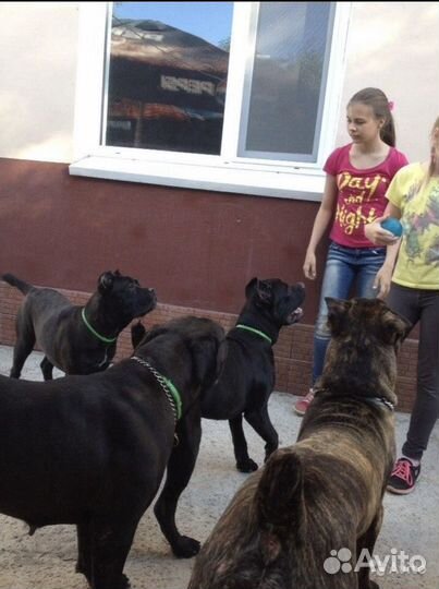 Передержка собак