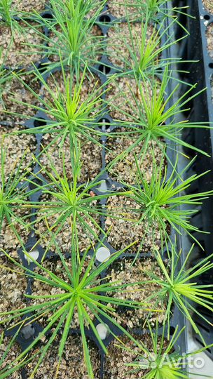 Сеянцы сосны зкс