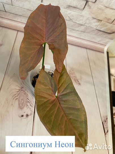 Сингониумы