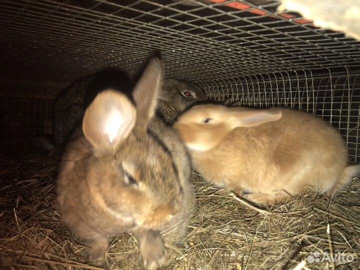 Кролики. Бургунцы и помесные