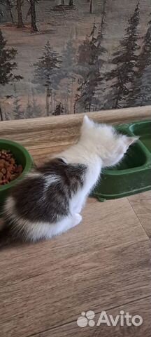 Котенок девочка в добрые руки