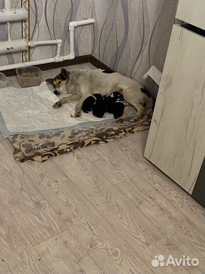 Собака в добрые руки