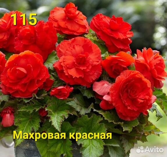 Бегония, клубни