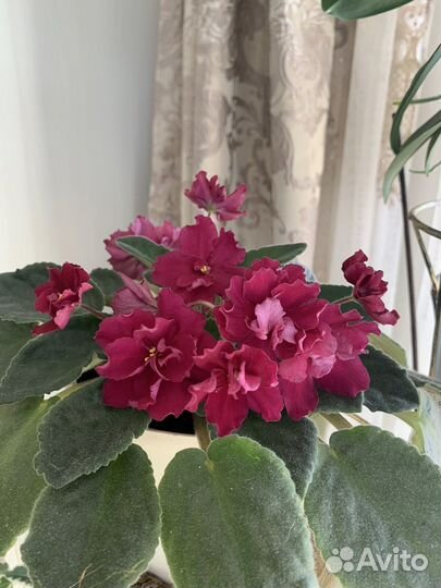 Комнатные цветы