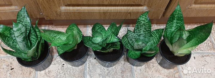 Сансевиерия 10 отростков