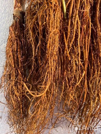 Саженцы клубники фриго