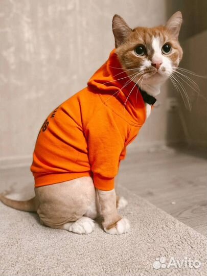 Груминг животных (стрижка животных, уход)