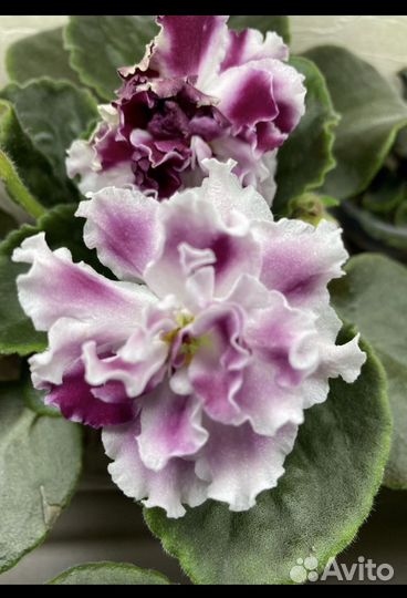 Фиалка детки