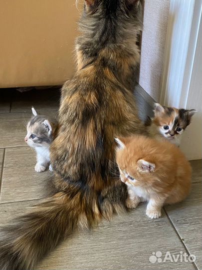 Кошка