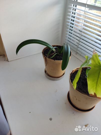 Продам цветы комнатные
