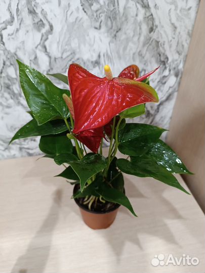Антуриум красный